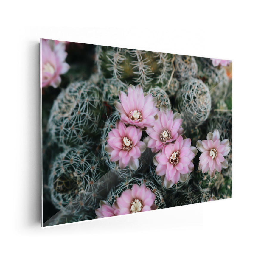 Cactus Floreciendo