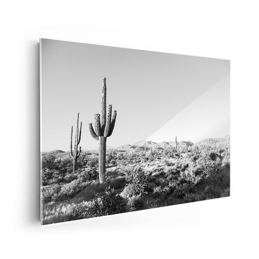 Saguaro