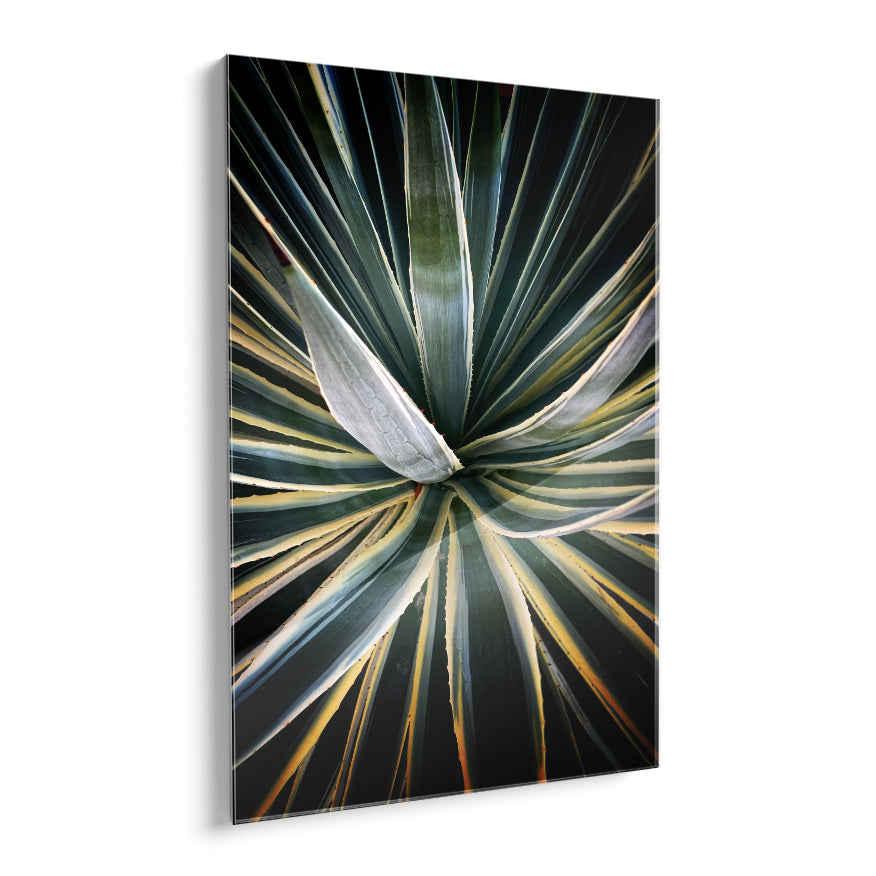 Agave Americana Marginata