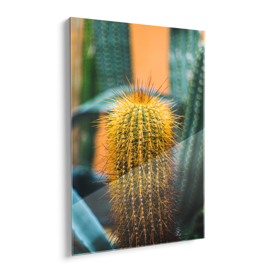 Cactus Espinas Naranja