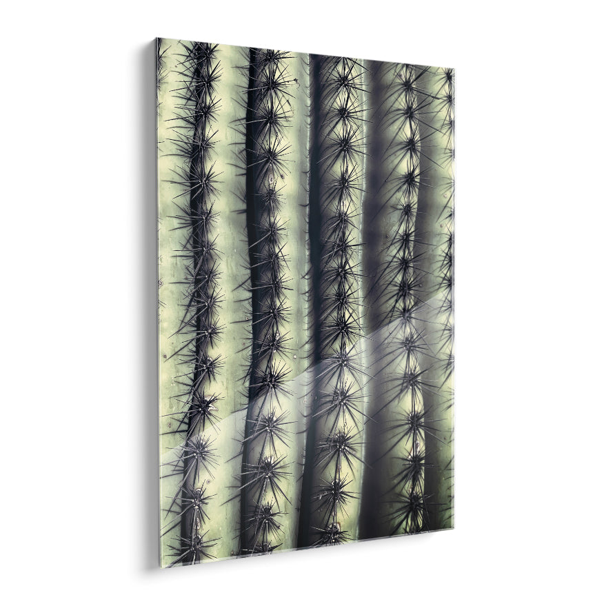 Saguaro