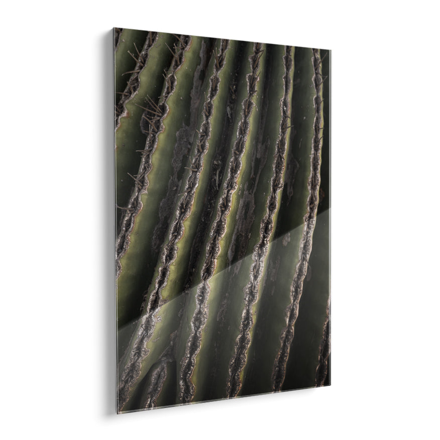 Saguaro