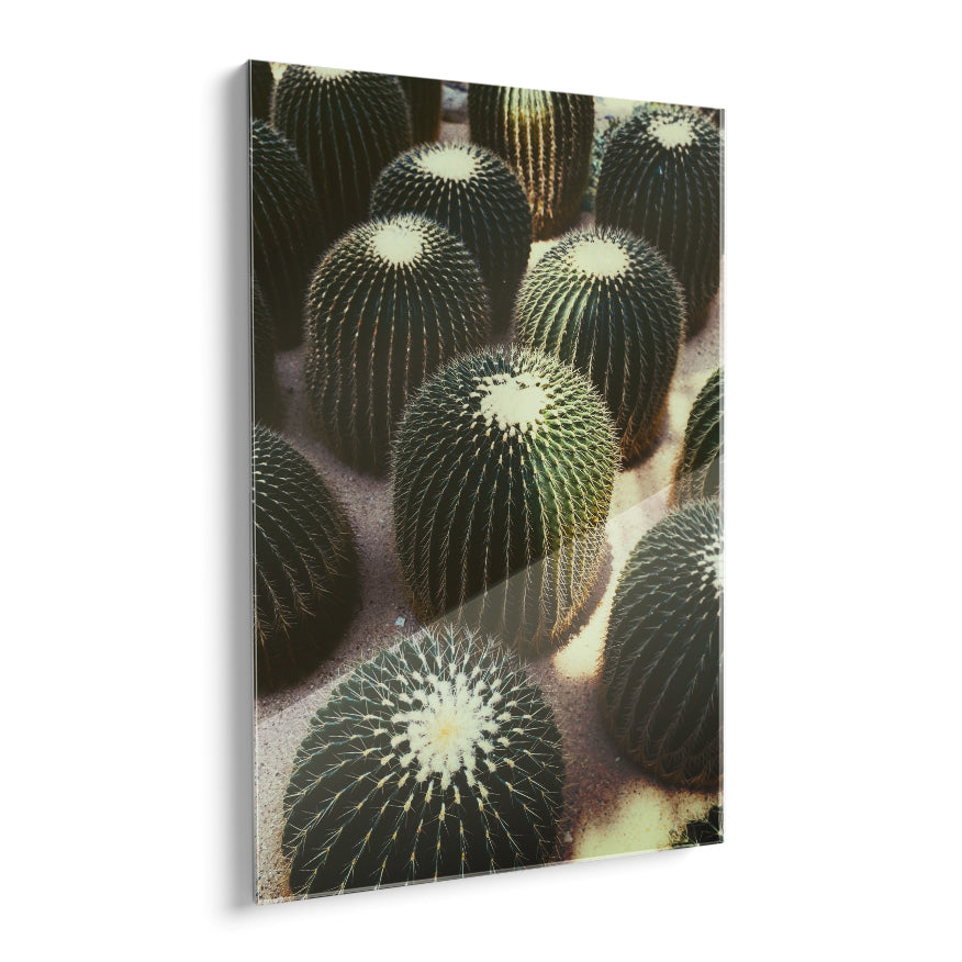 Cactus Barril Dorado