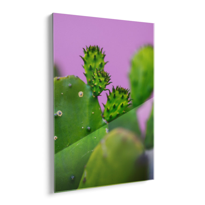 Nopales y sus Retoños