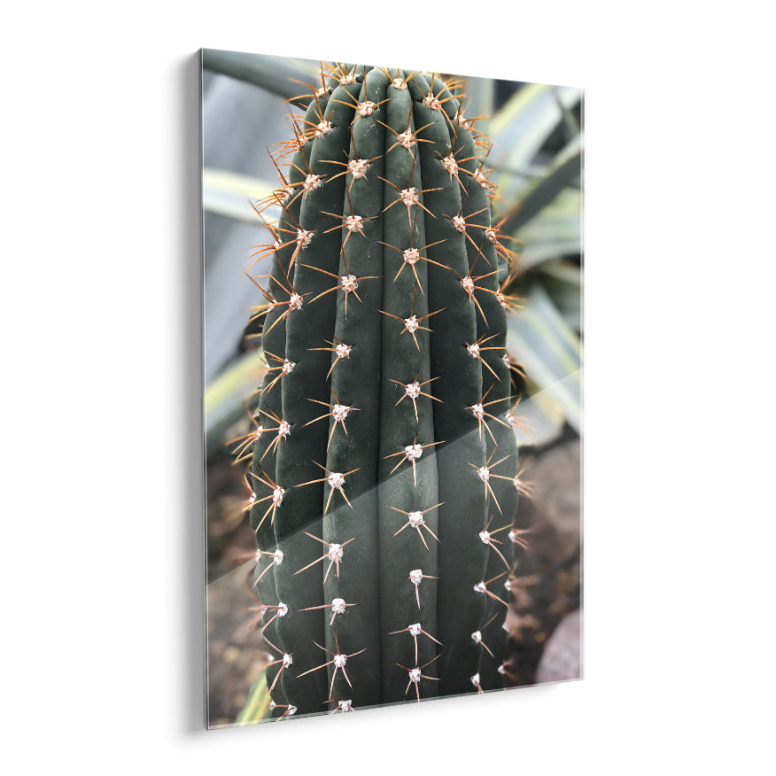 Cactus San Pedro