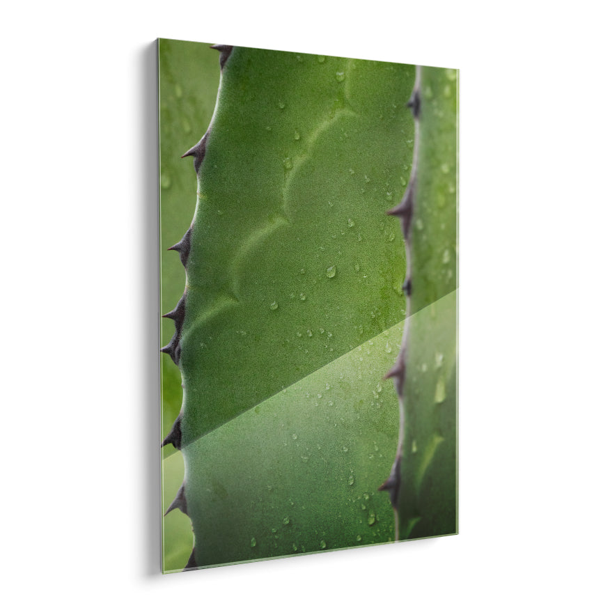 Maguey