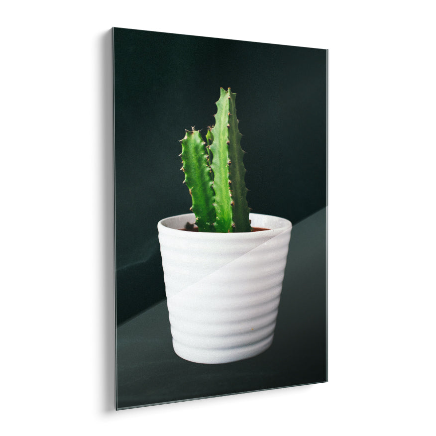 Cactus San Pedro
