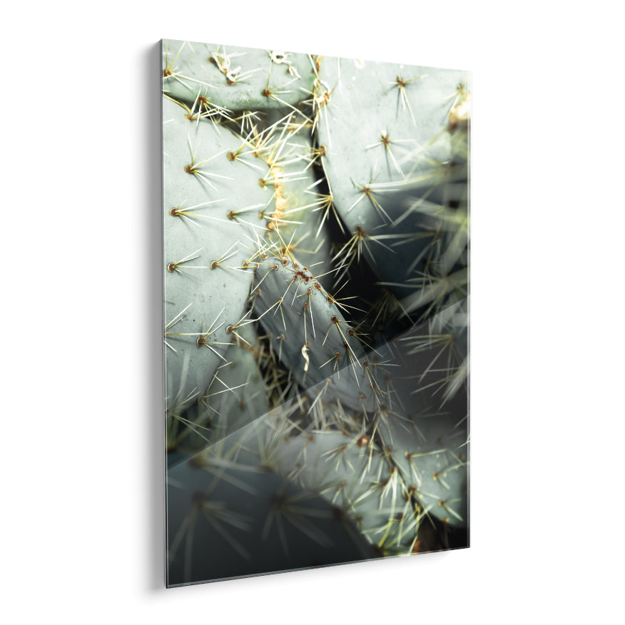 Nopal