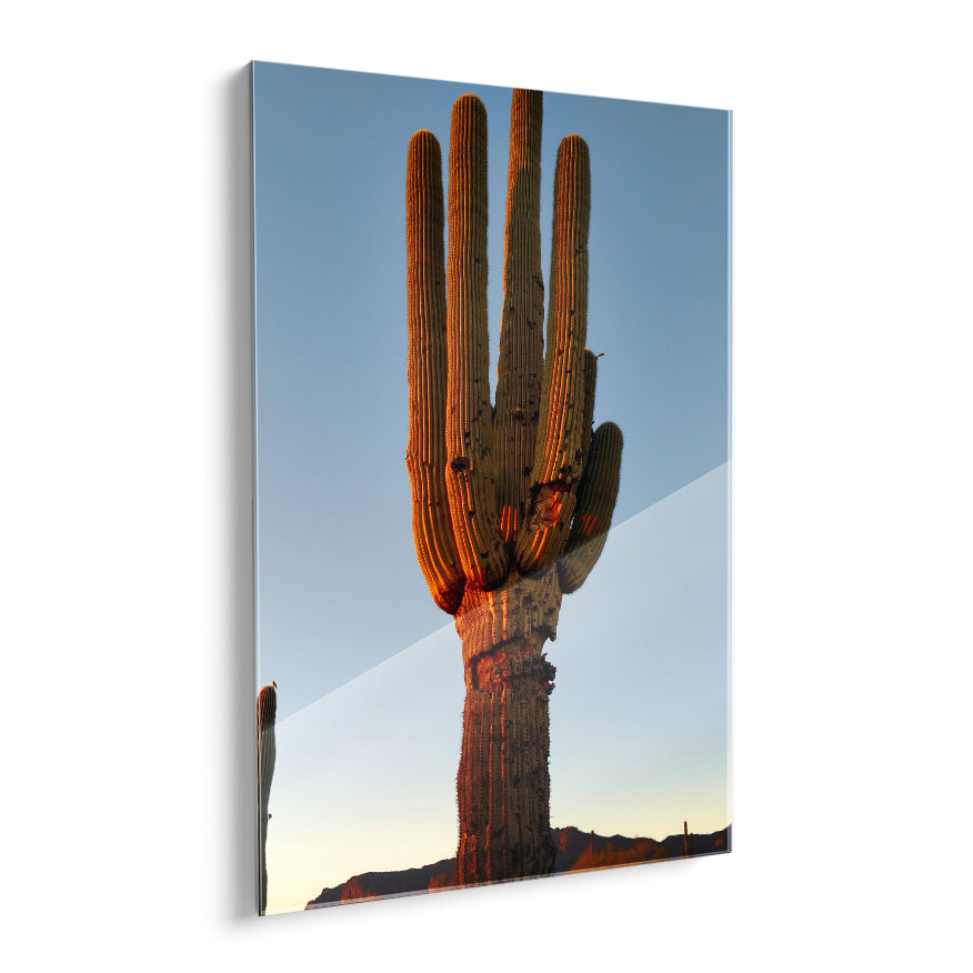 Saguaro