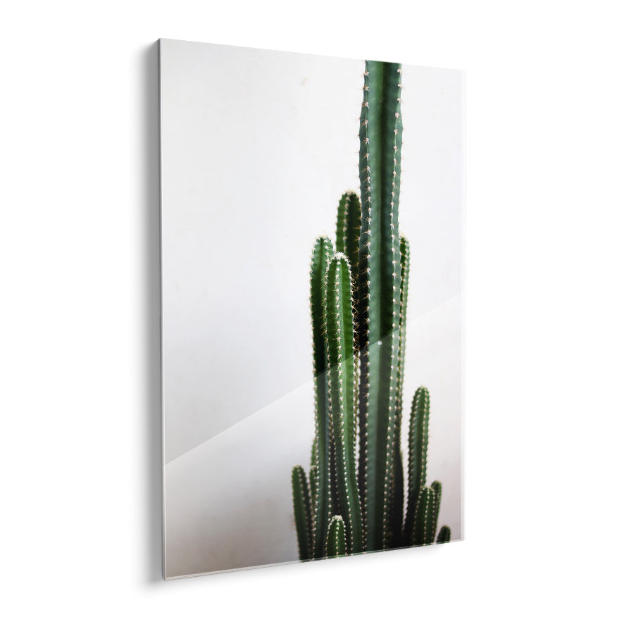 Cactus Largo