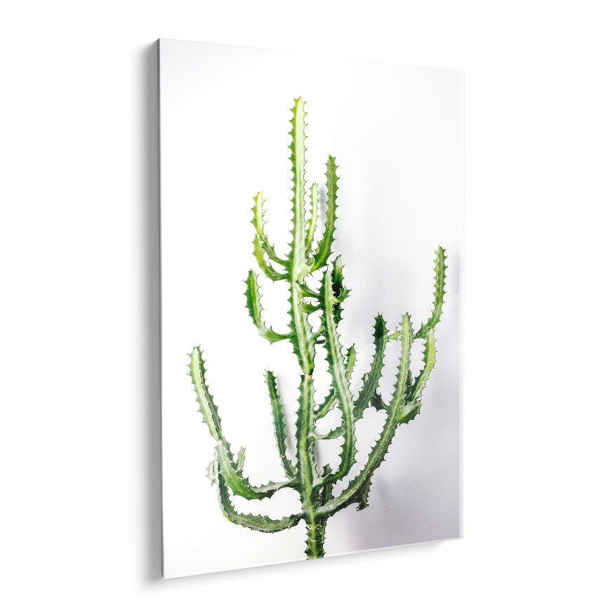 Cactus Mediterráneo Triangular
