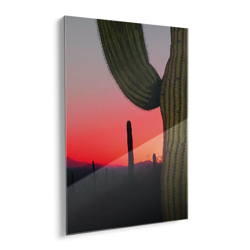 Saguaro