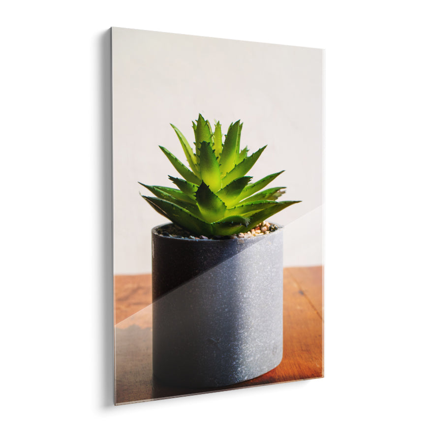 Aloe