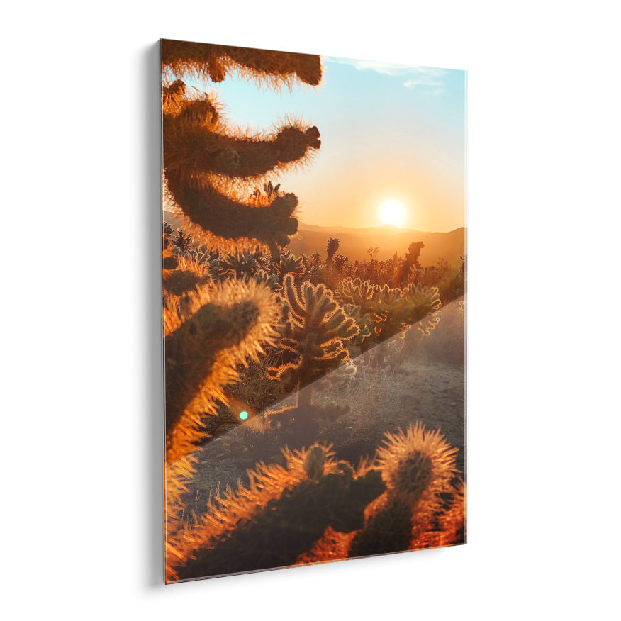 Cactus al Atardecer