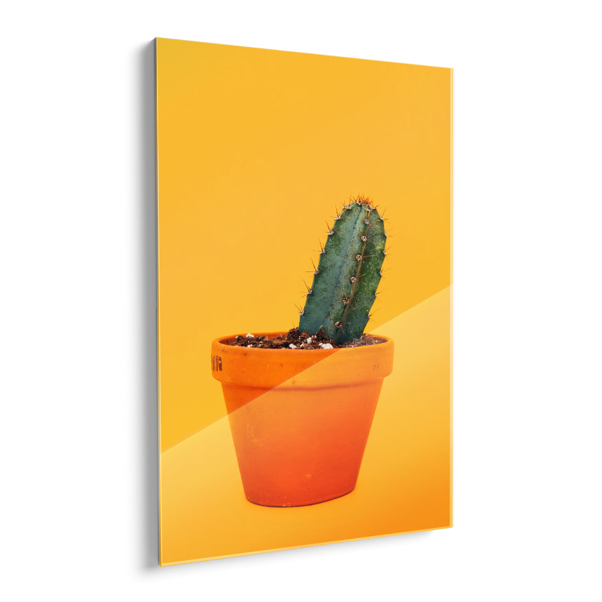 Cactus San Pedro