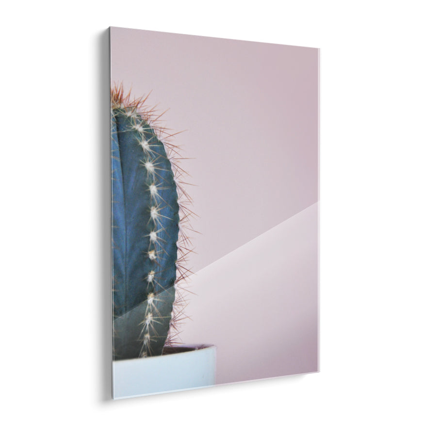 Cactus San Pedro
