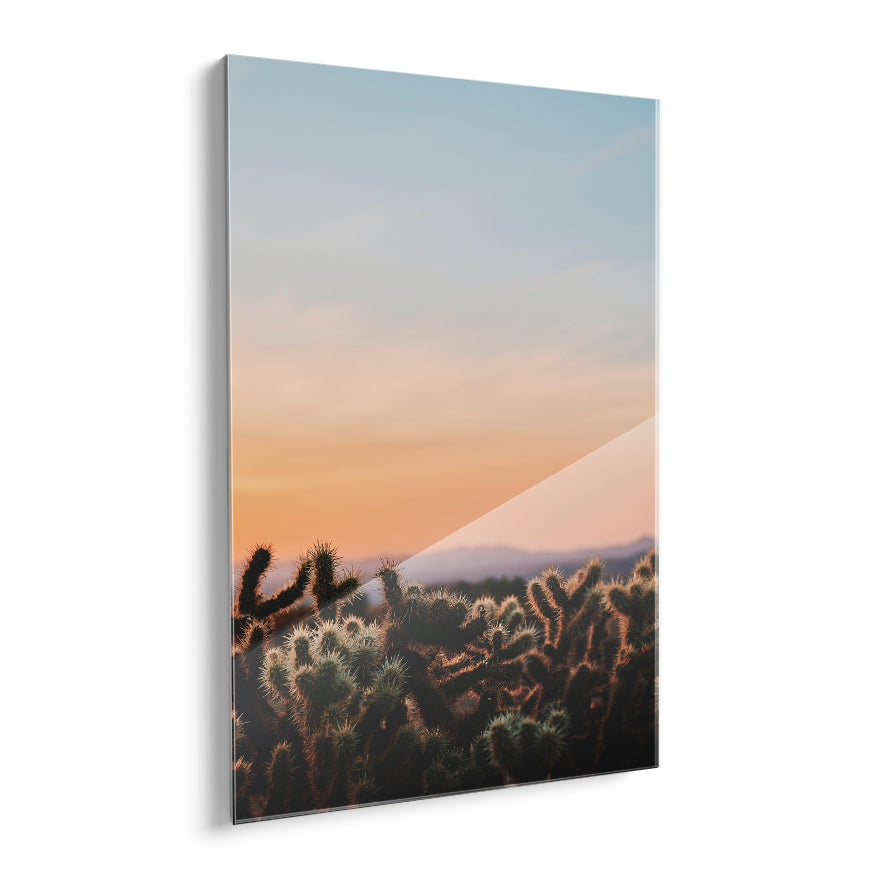 Cactáceas al Atardecer