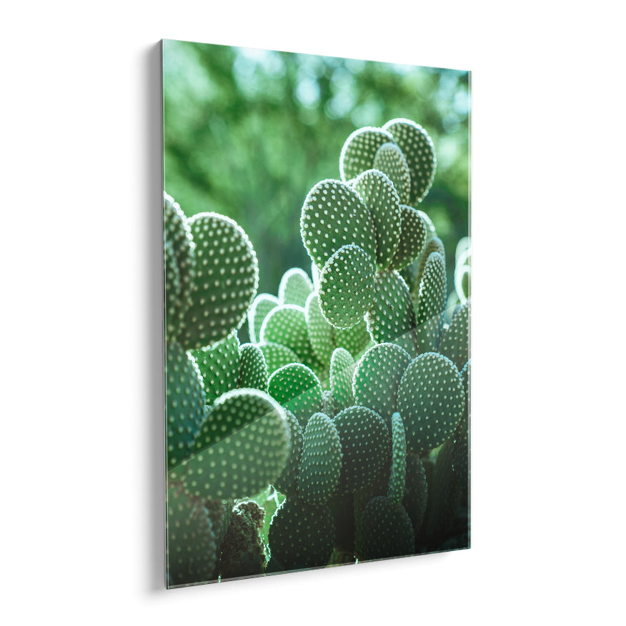 Nopales de Espina Blanca