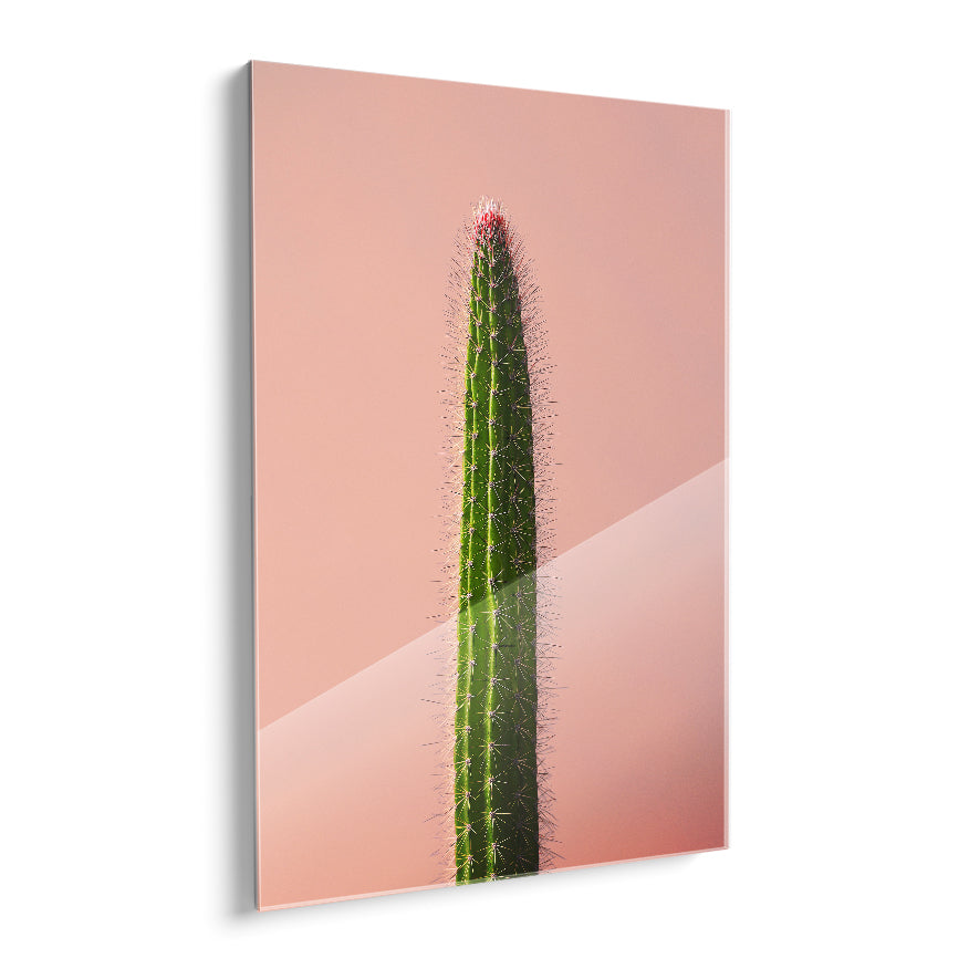 Cereus de Espina Larga