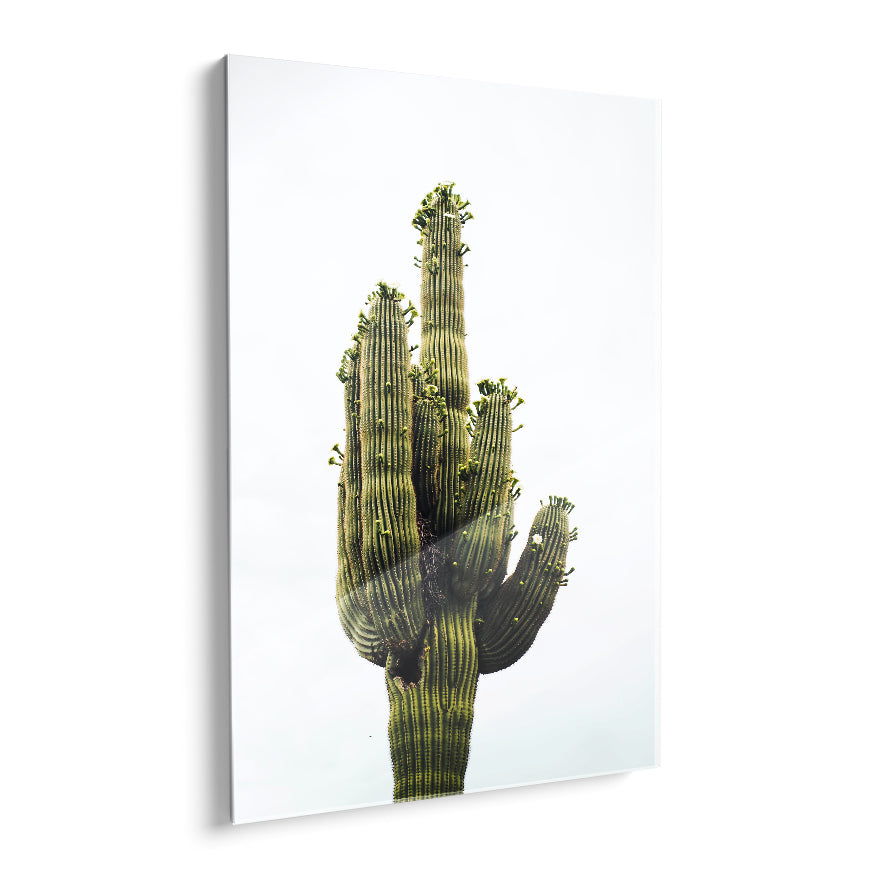 Saguaro