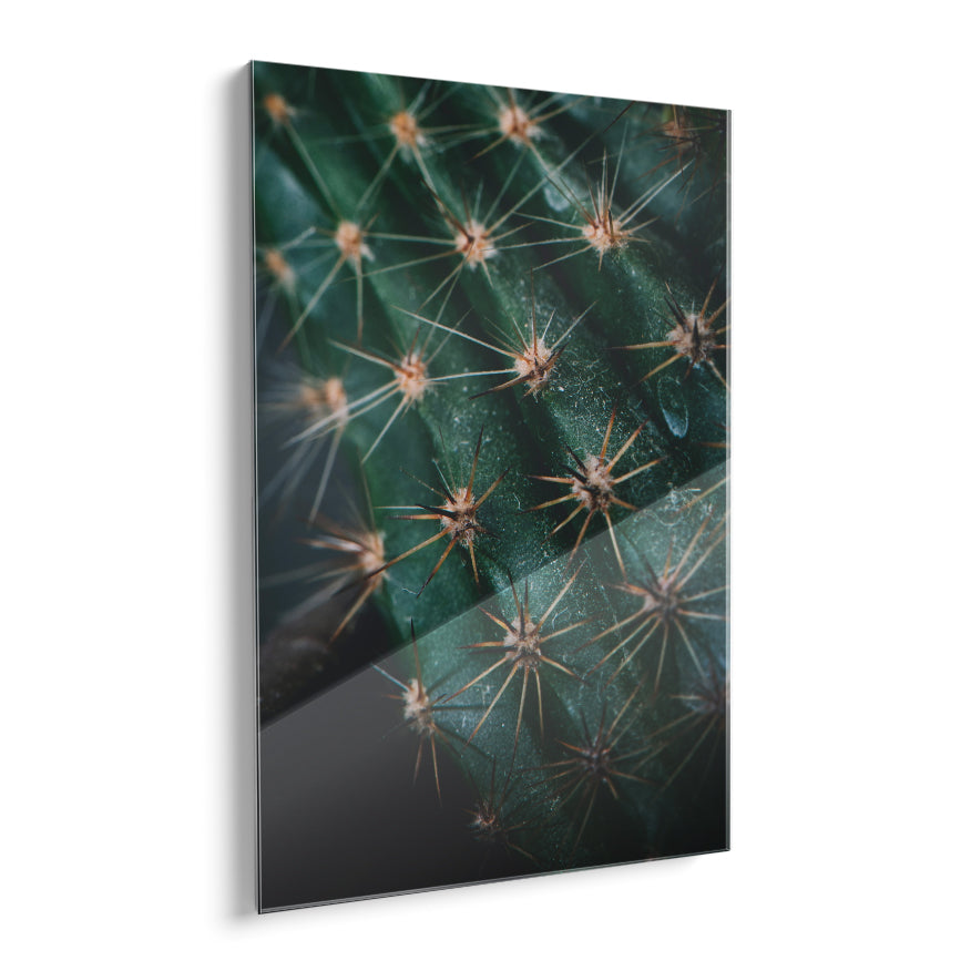 Espinas de Cactus
