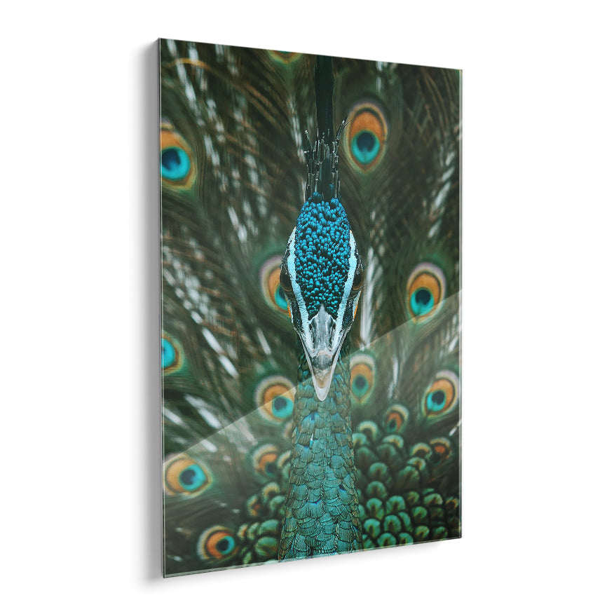 Pavo Real Cuelliverde
