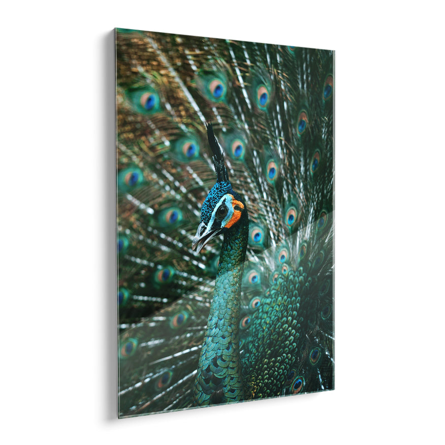 Pavo Real Cuelliverde