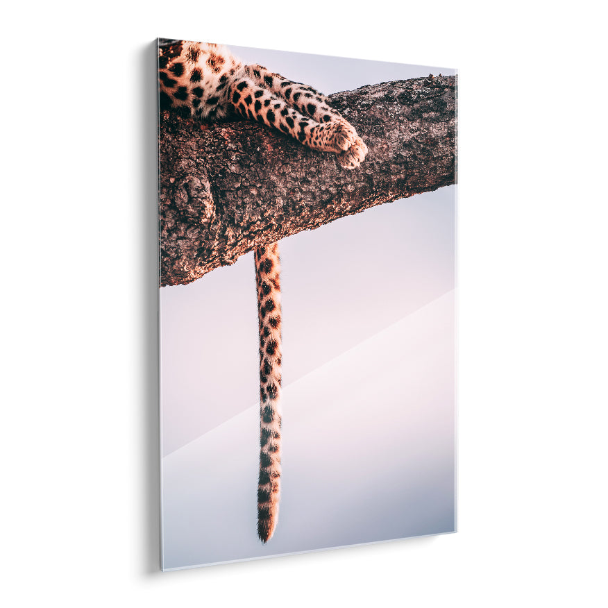 Leopardo