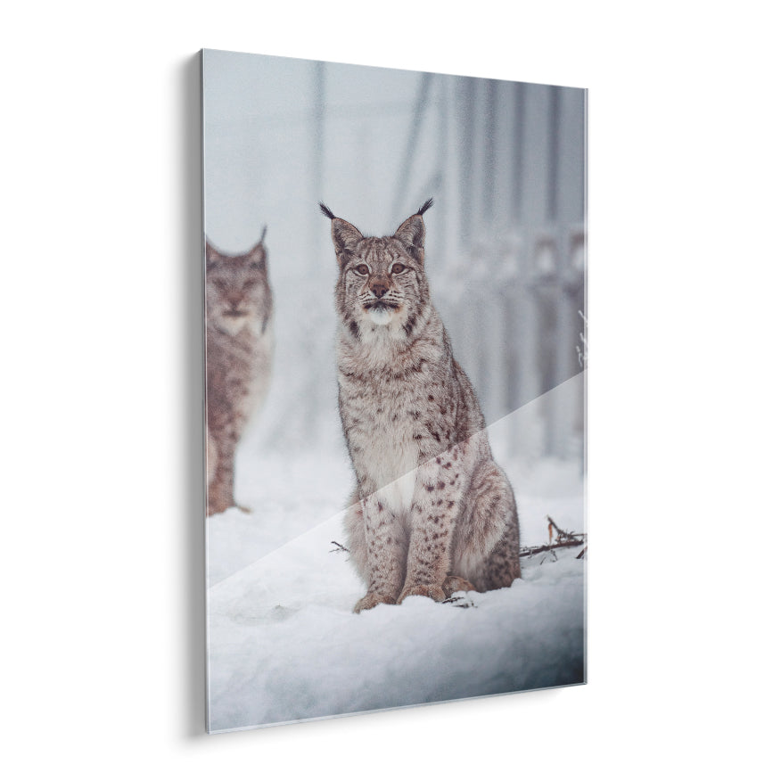 Linces en la Nieve
