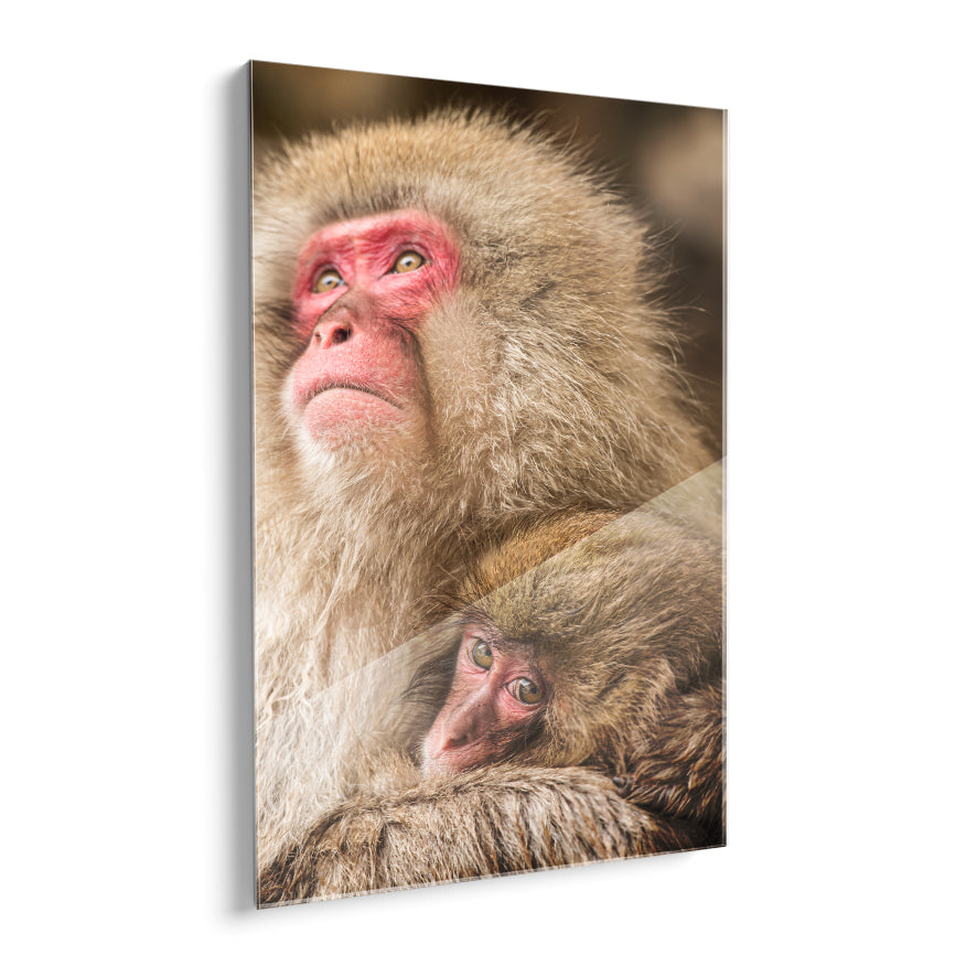 Macaco Japonés