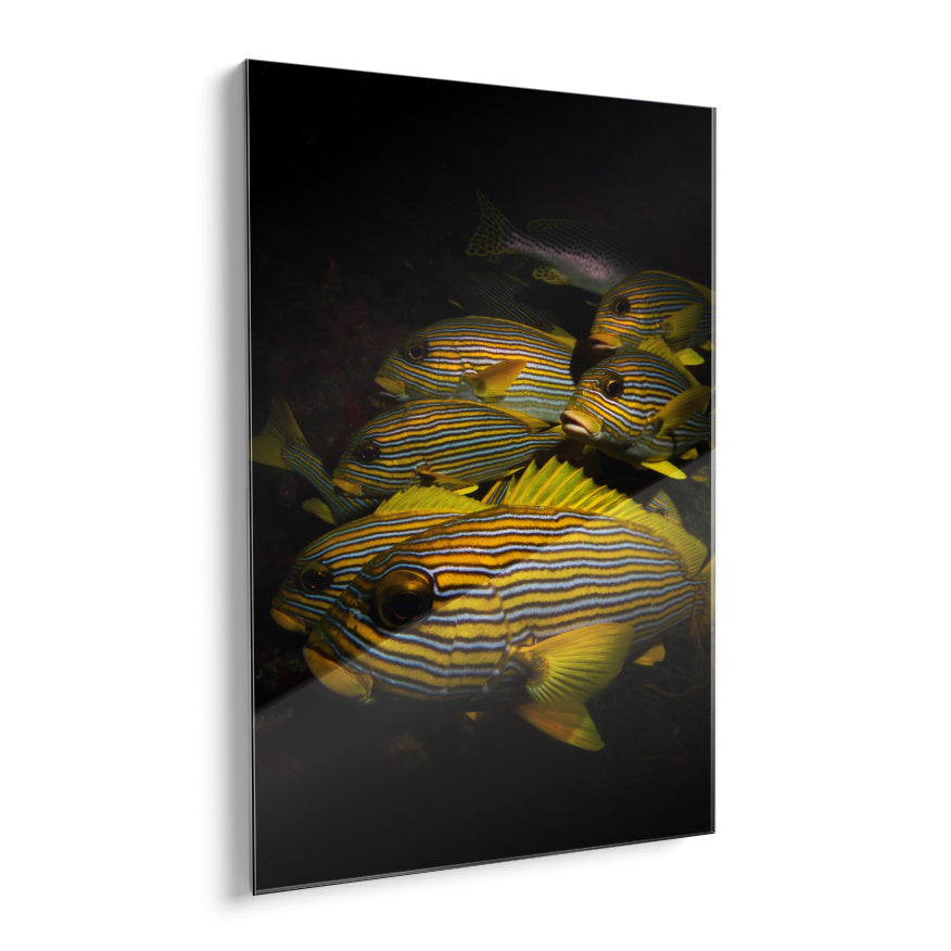 Peces de Colores