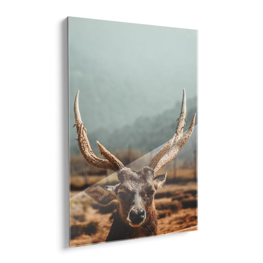 Venado