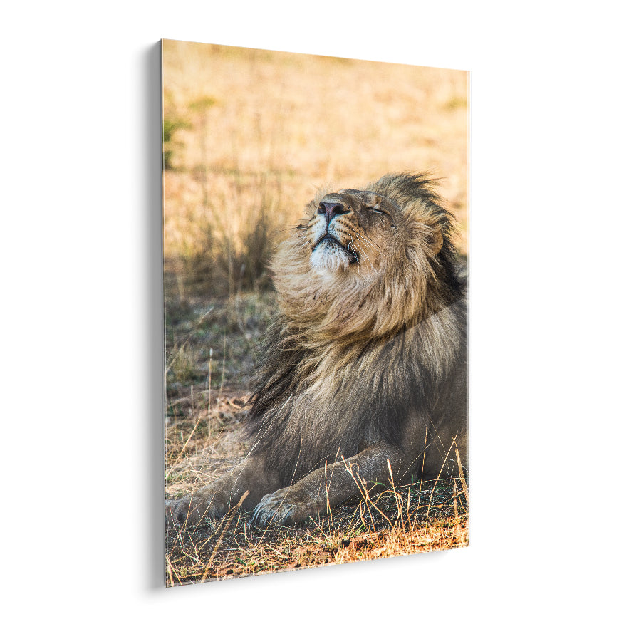 El León y el Viento