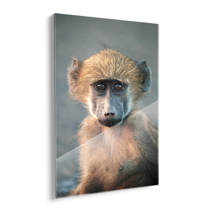 Macaco