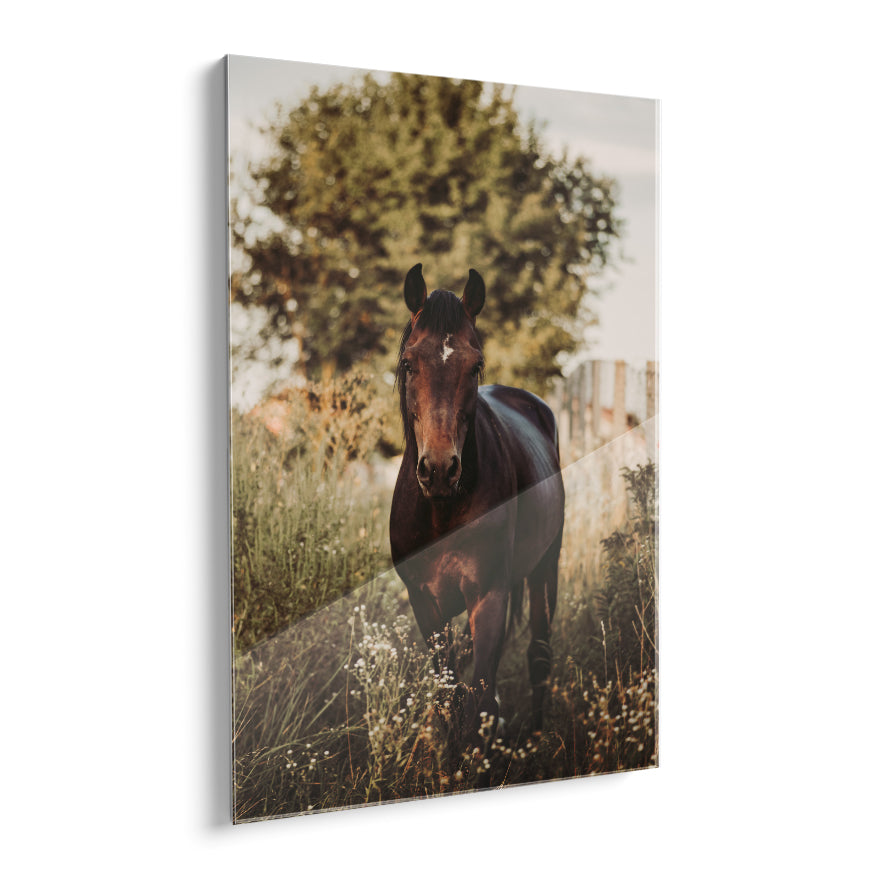 Caballo