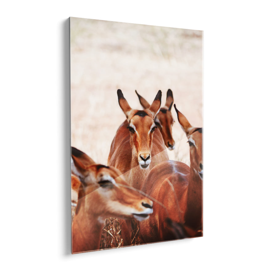 Impala Hembras
