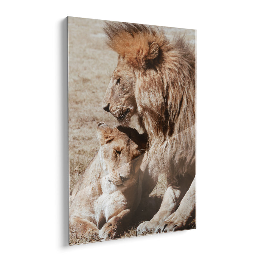 Pareja de Leones