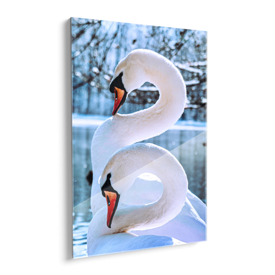 Cisne Blanco