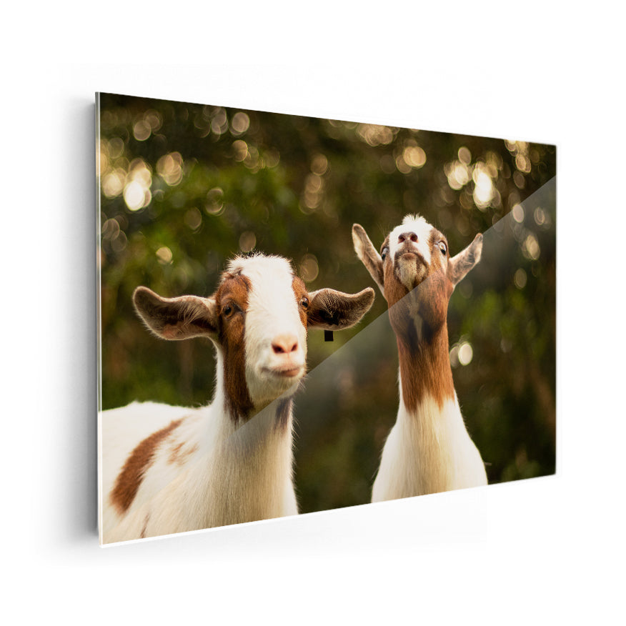 Cabras