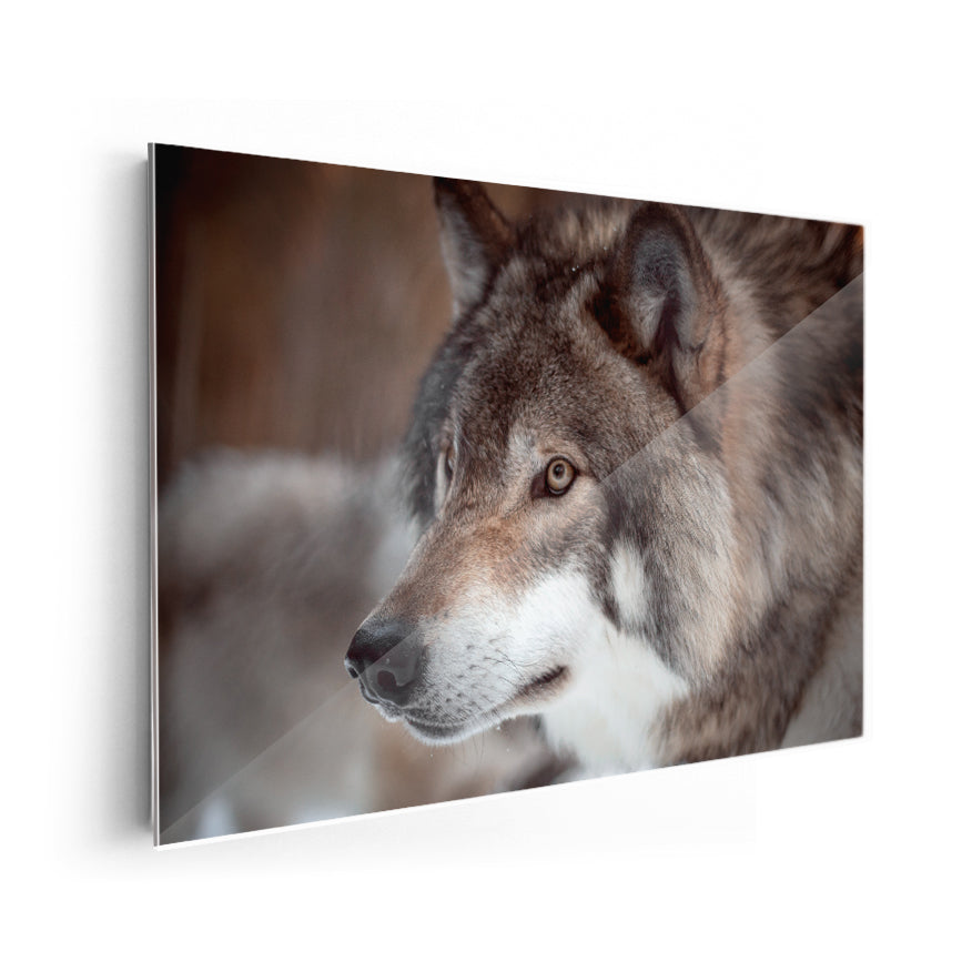 Lobo