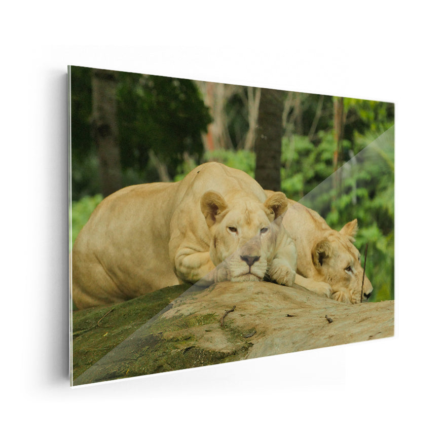Leonas Descansando