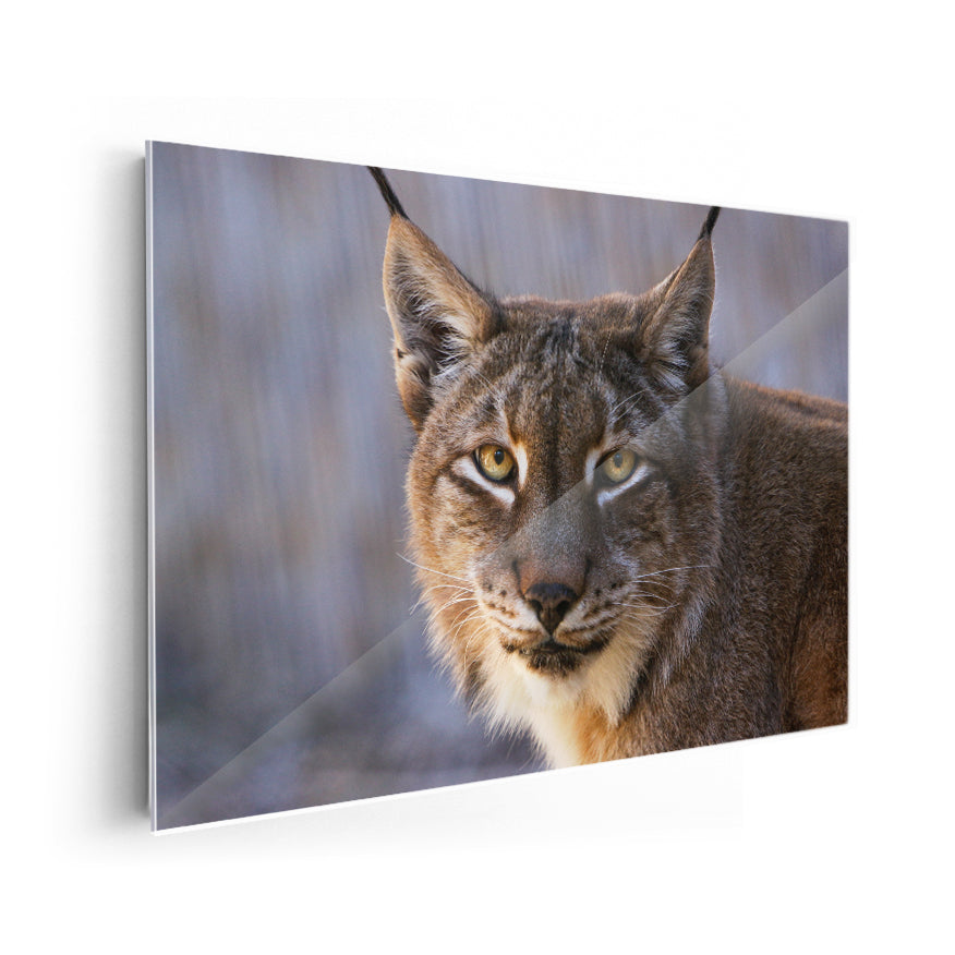 Lince