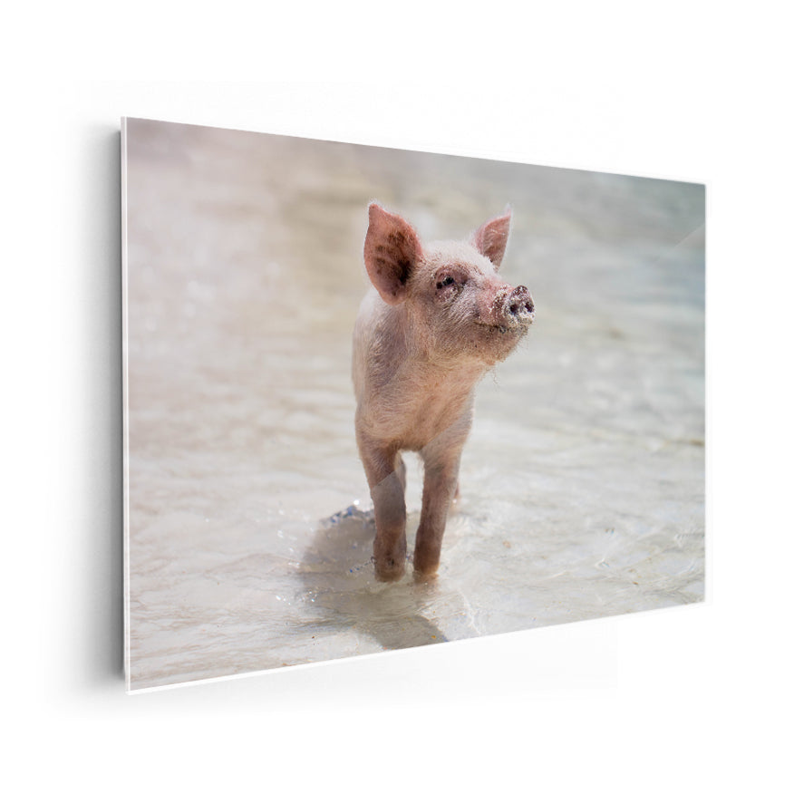 Cerdo en la Playa