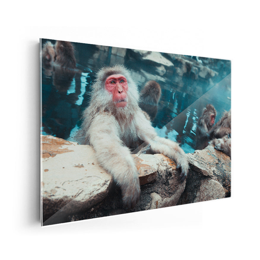 Macaco de Cara Roja