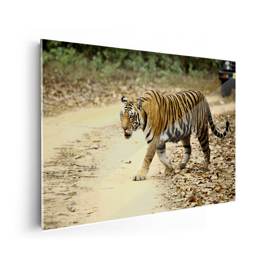 Tigre