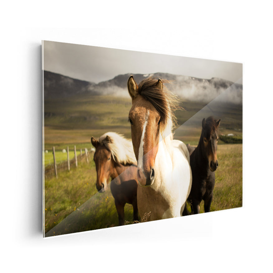 Caballos