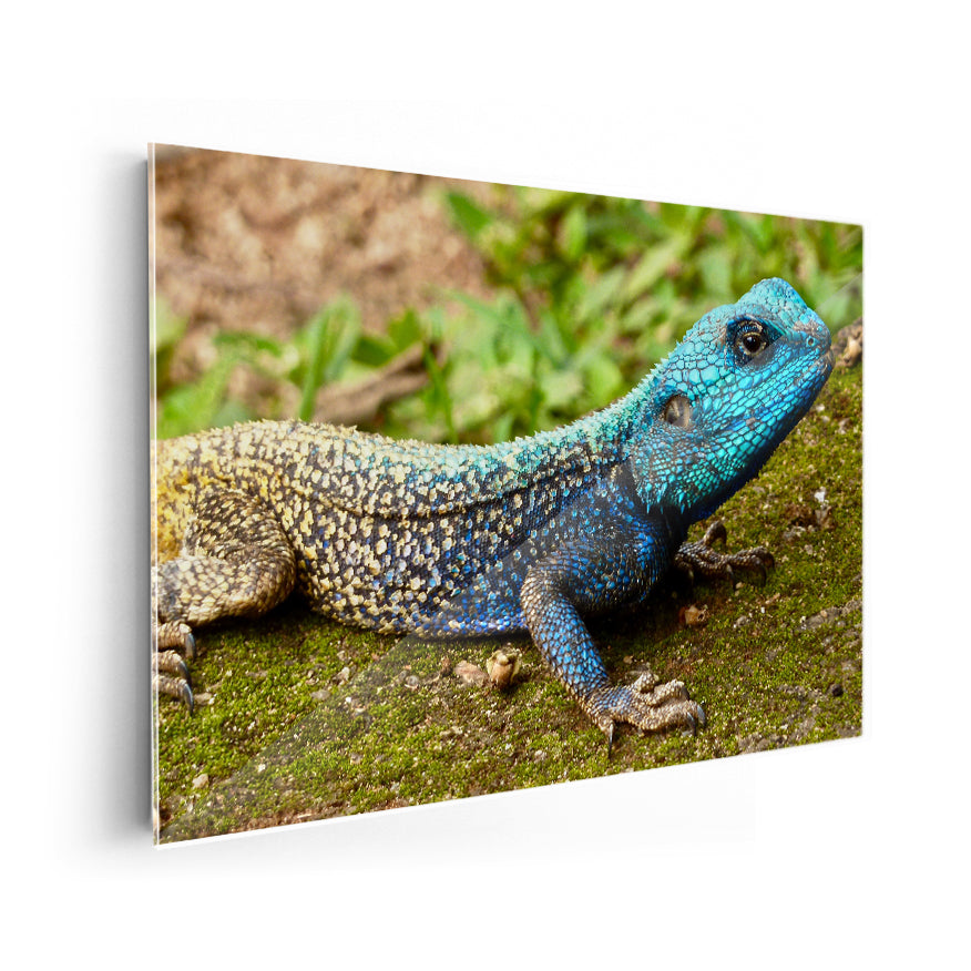Agama de Cabeza Azul