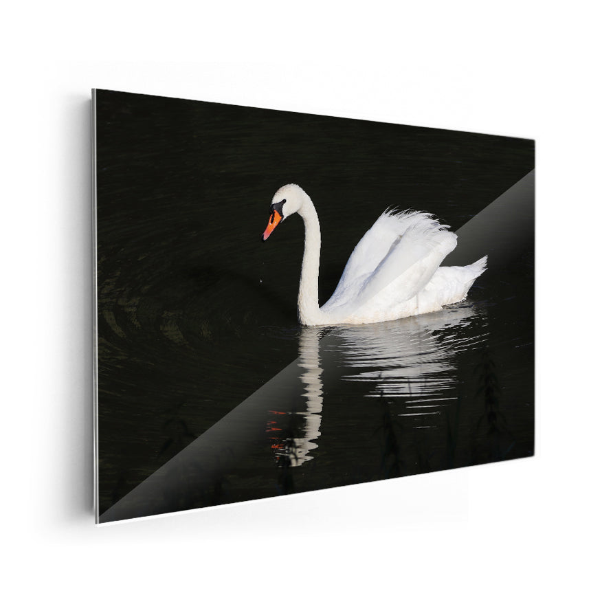 Cisne Vulgar