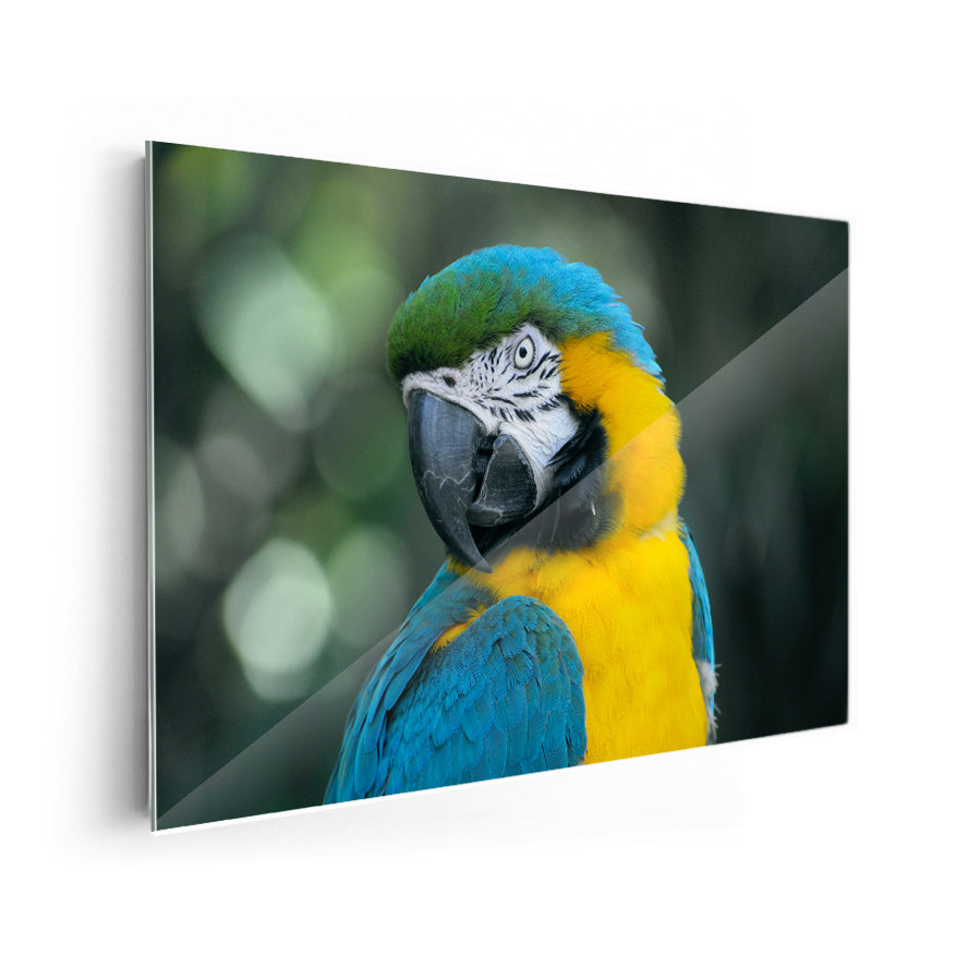 Guacamayo Amarillo Azulado