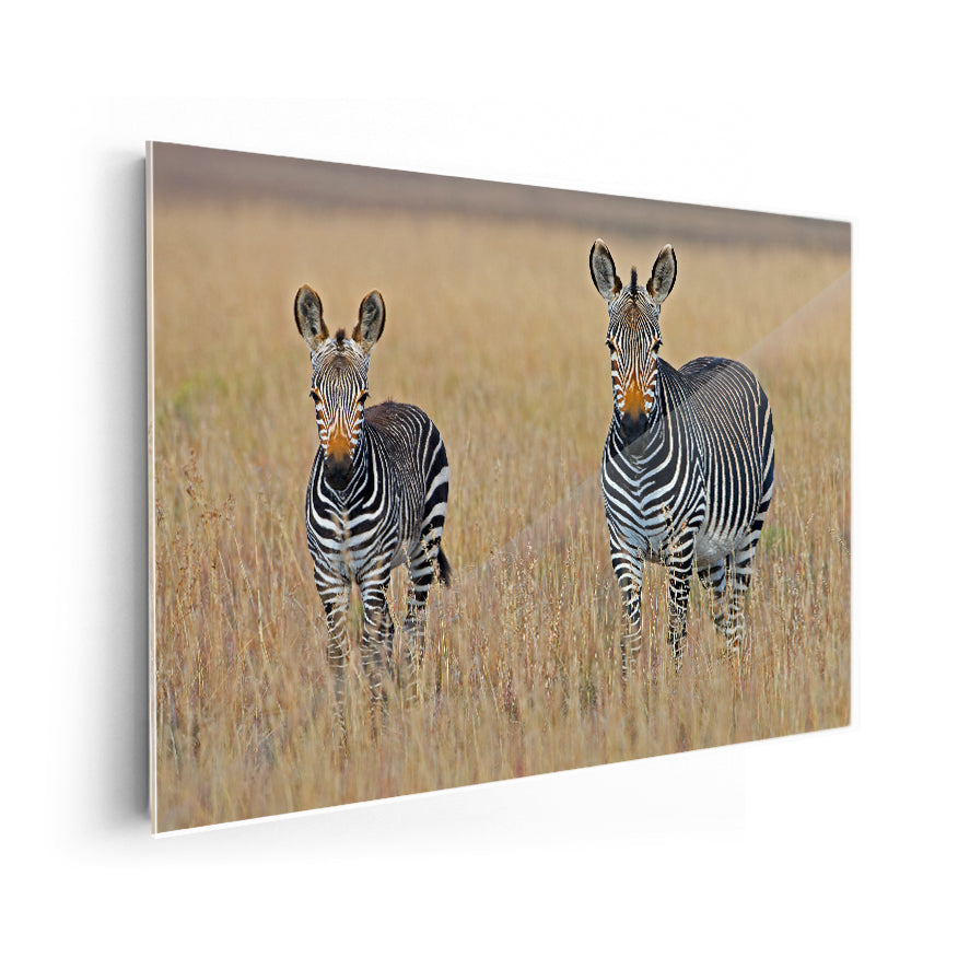 Cebras